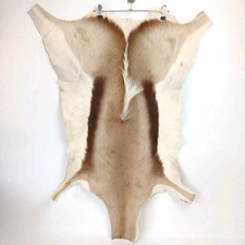 Genuine African Springbok Deer Hide Small Animal Skin Rug