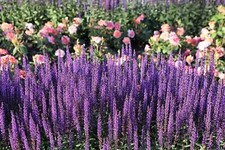 200 MUNSTEAD LAVENDER Blue English Lavandula Angustifolia Purple Flower Seeds