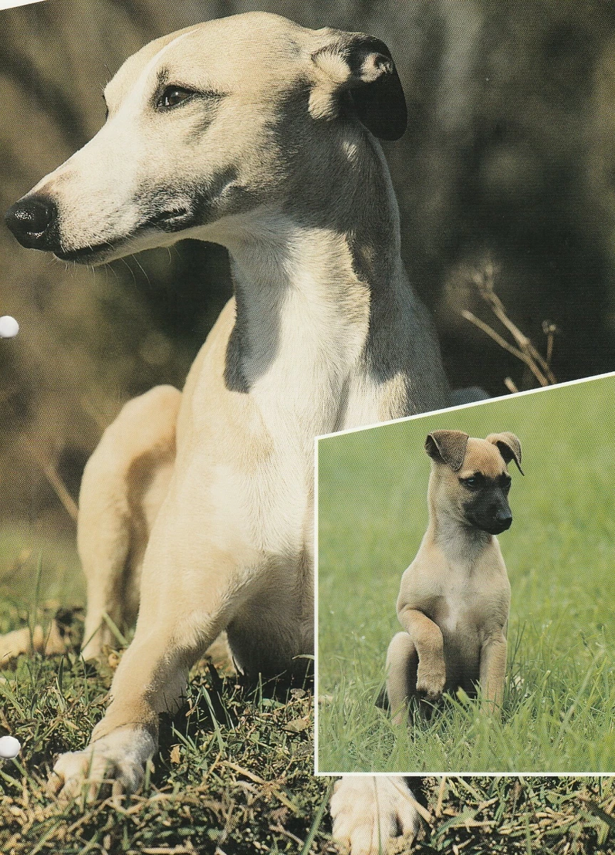 Whippet nature cheap