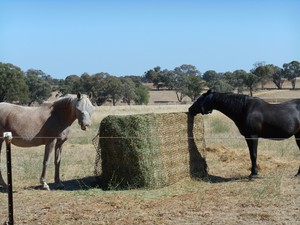 Gutzbusta Large Export Bale 8x3x4 Slow Feed Hay Net 4cm 60ply