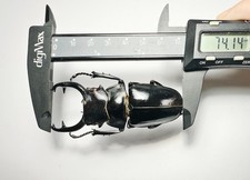 Insect,Beetle -Lucanidae: Odontolabis stevensi stevensi A- 74mm  C.Sulawesi
