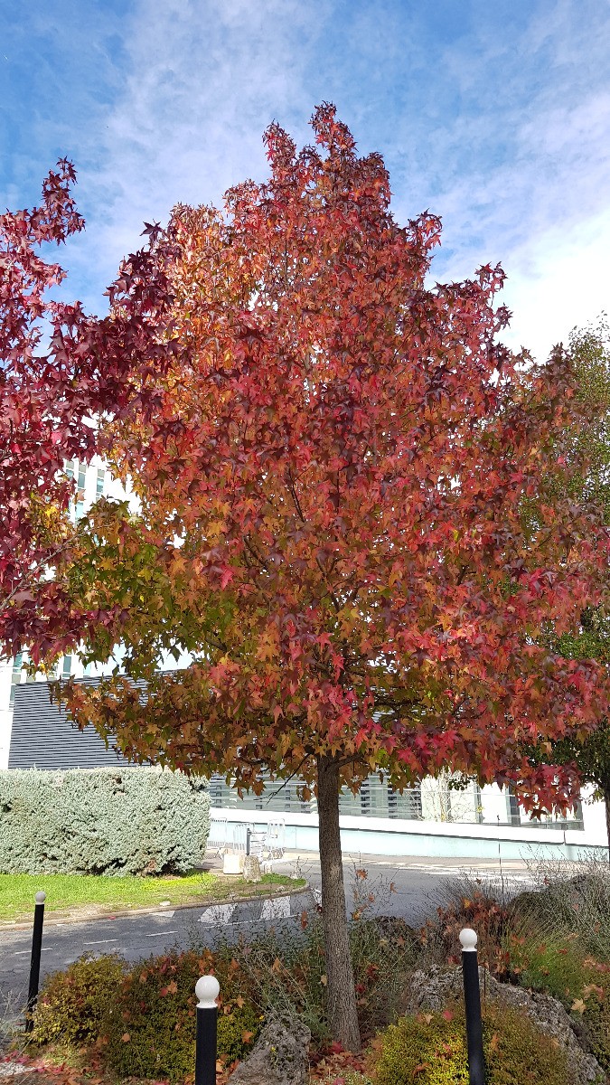 Liquidambar styraciflua Copalme d'Amérique pour habiller un brise-vue naturel en automne