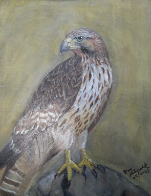 HAWK EYE, Original Fine Art.  Oil Paint On CANVAS.  16 × 20 In. 