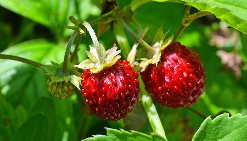 100 SEMI DI FRAGOLINE DI BOSCO, spedizione GRATIS con Posta 1 - Zdjęcie 4 z 10