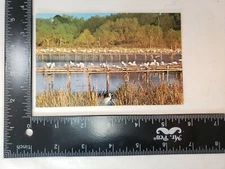 early Avery Island, Louisiana  Bird Sanctuary unused postcard