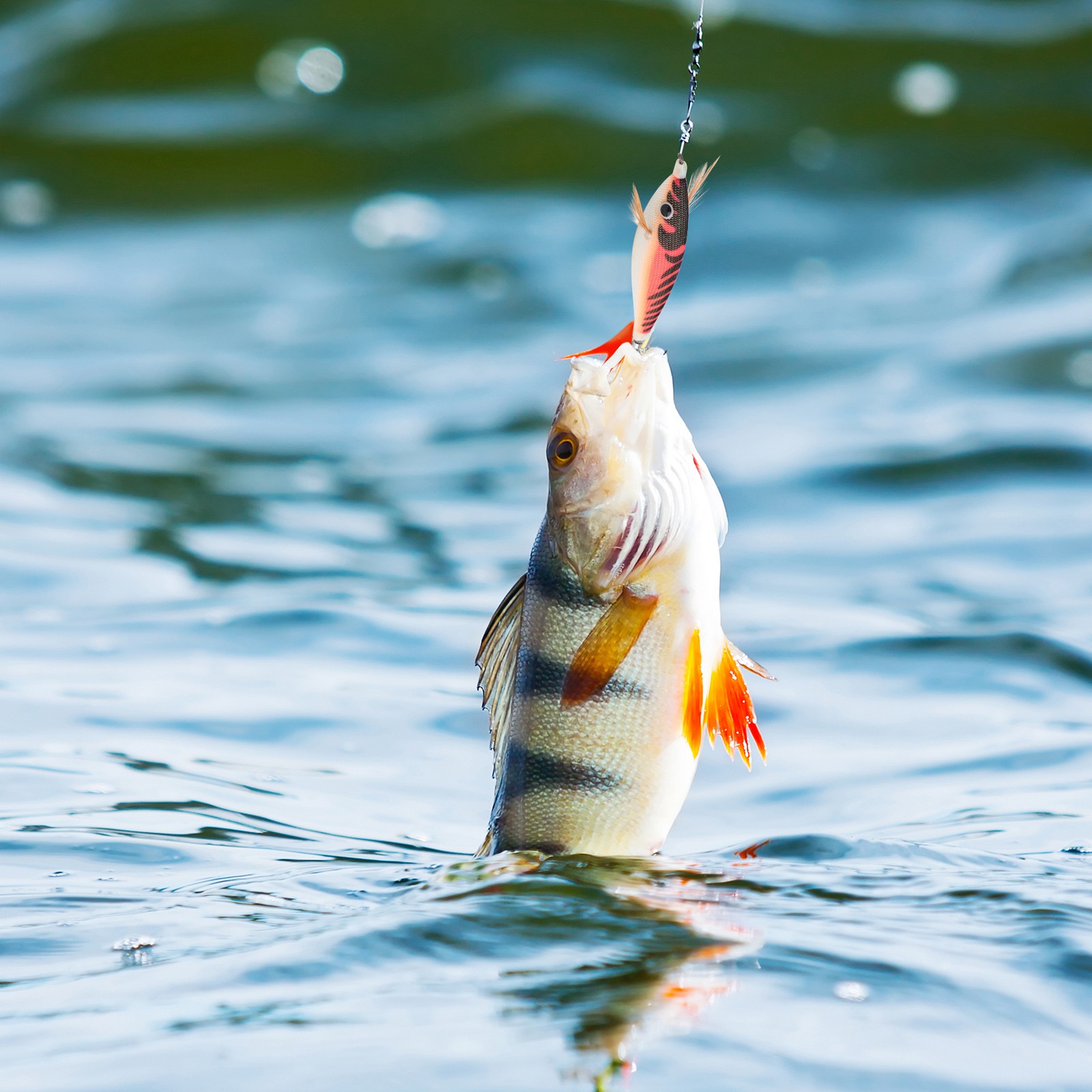 8Pcs 9.6G 10cm Luminou  Jig Fishing Wood Shrimp   Cuttlefish Jigs3532 - Image 3