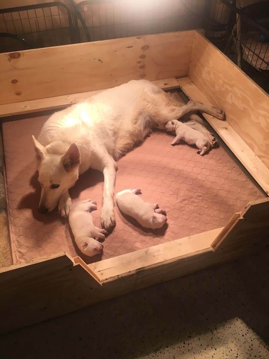 Whelping Box HEAVY DUTY w/FLOOR,XL,Xlarge 5'x4' w/RAILS+LINER Dog