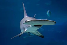 HAMMERHEAD SHARK GLOSSY POSTER PICTURE PHOTO PRINT flat ocean school 4751