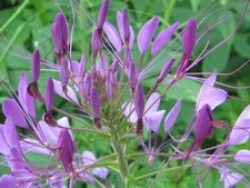 Cleome Purple Spider Plant Seeds Pollinators USA Non-GMO