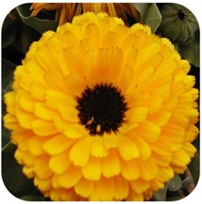 Calendula officinalis 'Calypso Yellow' Mini Plug Plants x 20