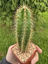 Stenocereus Montanus, RARE Cactus Plant from Mexico