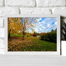 Autumn Leaves from Maple Trees, Nature Park Picture, Non-AI Digital Photo