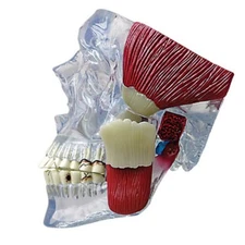 TMJ Temporomandibular Jaw GPI Model  LFA #2880. Make Us an Offer! SEE VIDEO