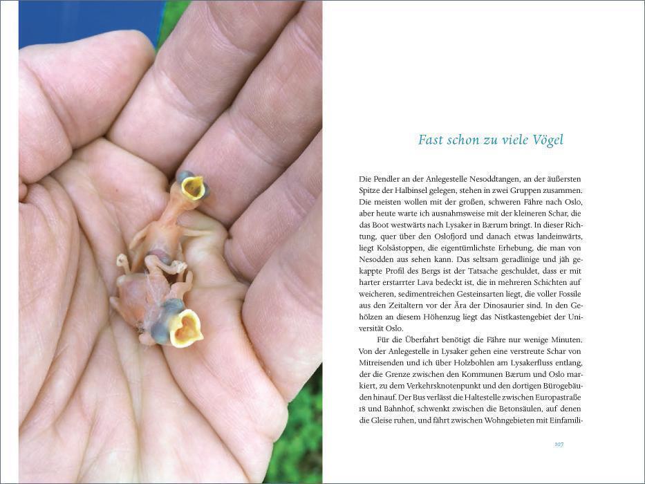 Thumbnail - Andreas Tjernshaugen Das Verborgene Leben Der Meisen