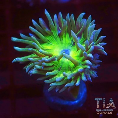 Big Head Duncan | NOT WYSIWG | Live LPS Coral | Aquacultured