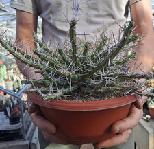 Euphorbia sp. aff. kalisana (Kenya) BIG & RARE PLANT ebay-P028