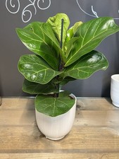 Fiddle Leaf Fig Indoor Tree House Plant Ficus Lyrata, 13cm Pot Including