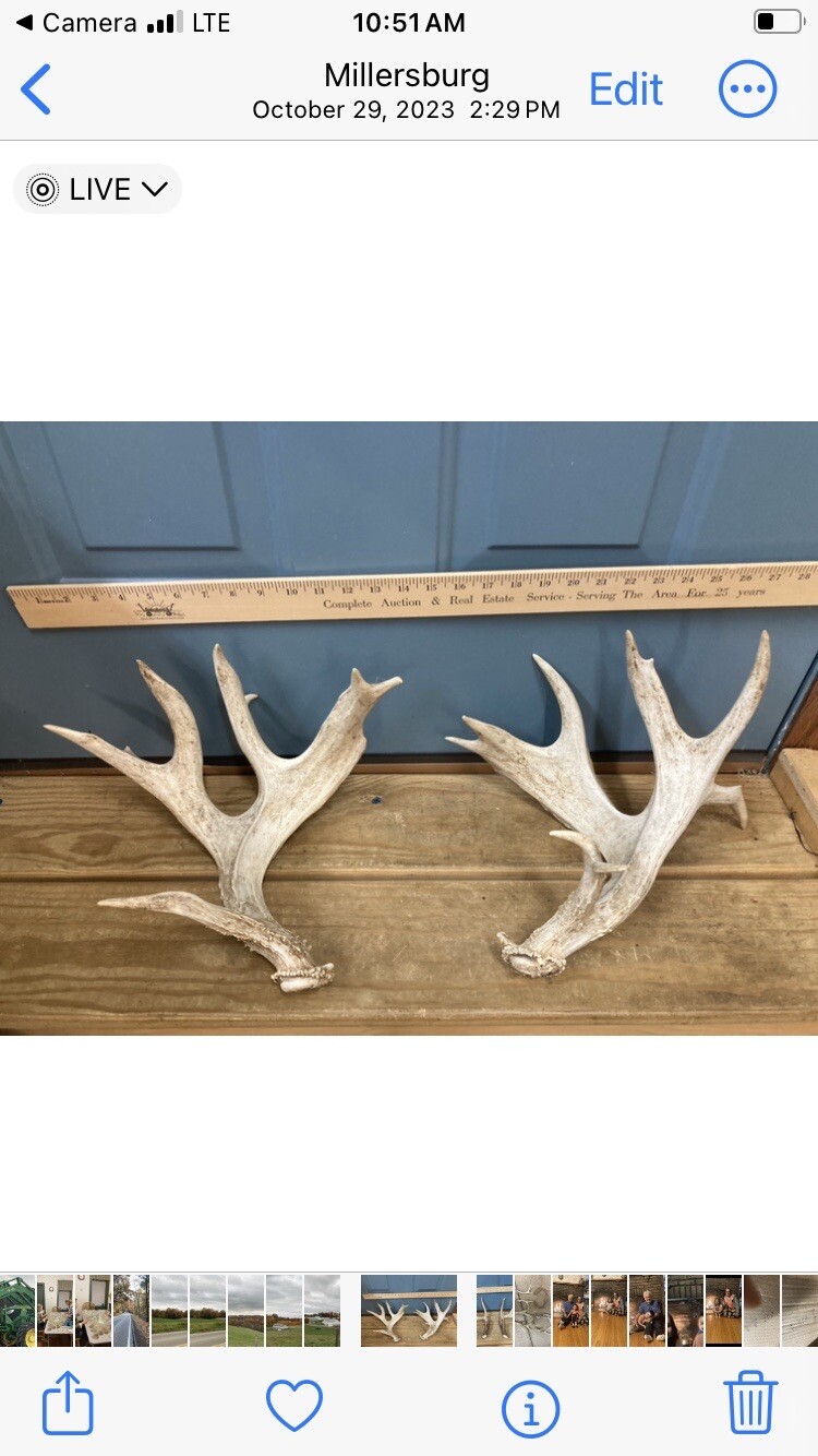 deer antlers for sale eBay