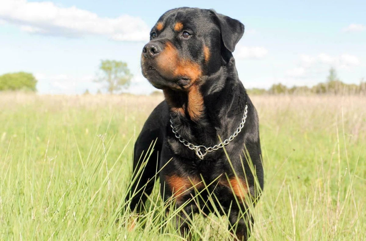 Cool rottweiler store