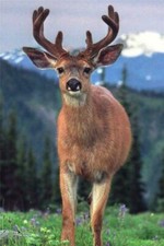 BLACK-TAIL DEER GLOSSY POSTER PICTURE PHOTO antlers mount buck hunter decor 515