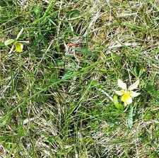 Photo 6x4 Mountain Pansy (Viola Lutea) on Wold Fell Stone House The Mount c2021