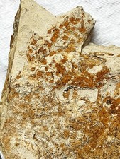 Large juvenile SEA URCHIN FOSSIL, mortality plate, 33 million yr old salina #2