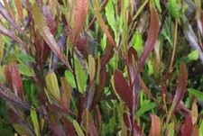 Dodonaea viscosa purpurea (Purple Hop Tree) 5 Seeds RARE Outdoor