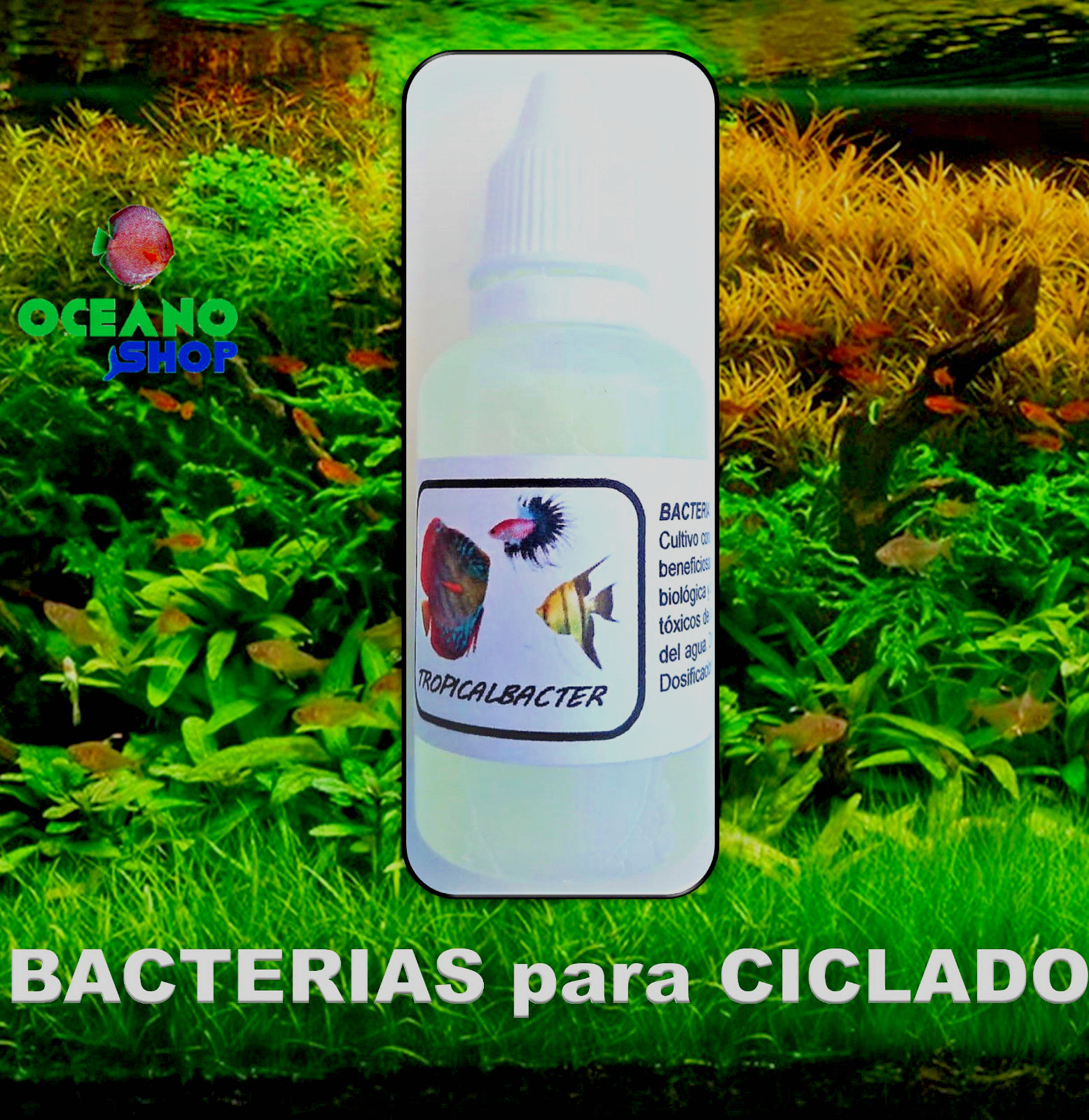 Imagen 1 de 1
