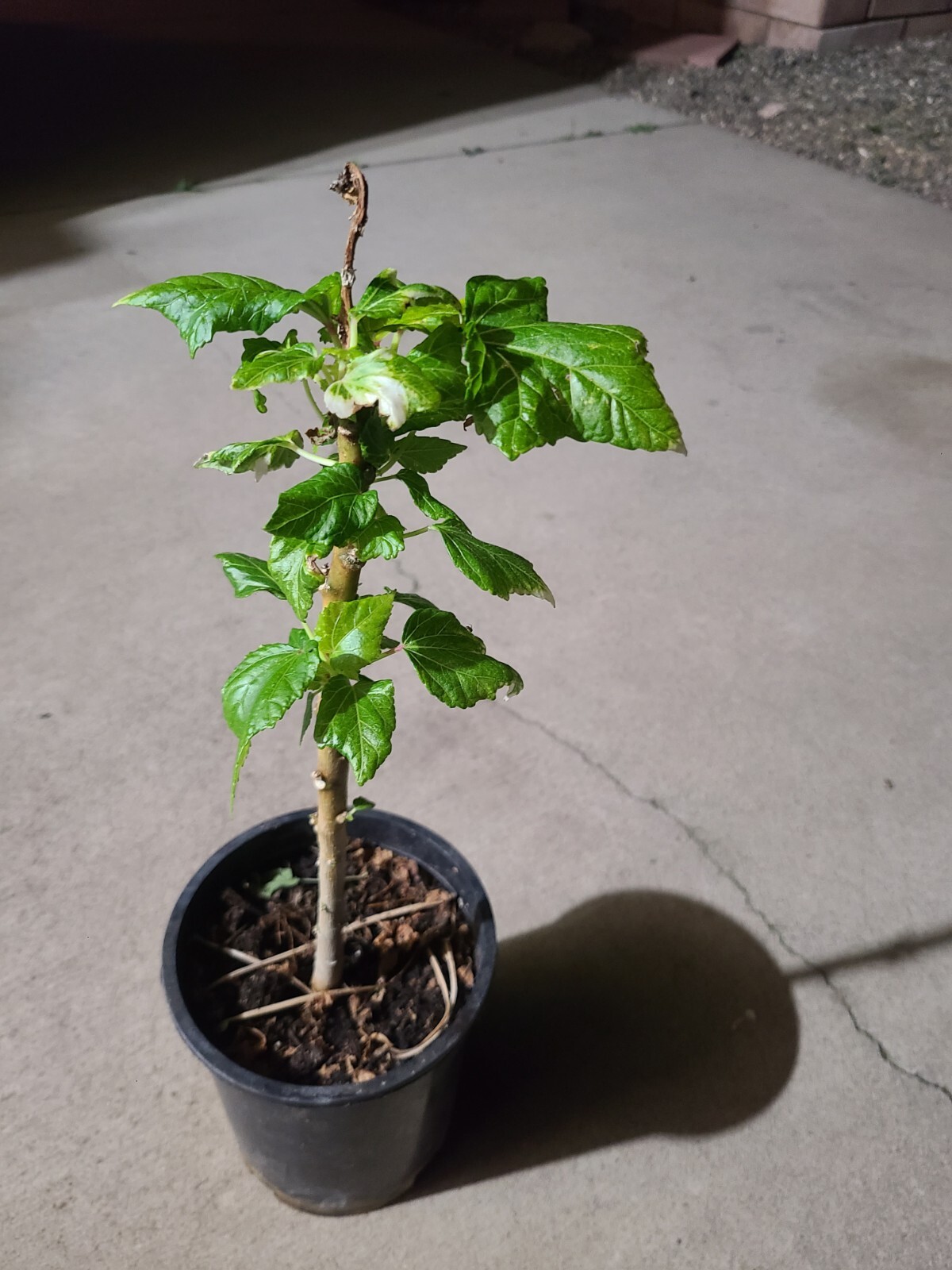 Bele Plant/South Seas Salad Tree (Abelmoschus Manihot) Edible. eBay