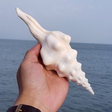 16-21CM DIY Natural Conch Shells Coral Sea Snail Fish Tank Aquarium Home Decor