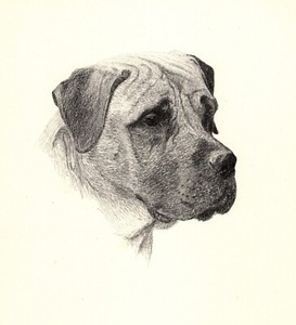 Antique Bullmastiff Print 1935 Wardle Bullmastiff Illustration Art CFW 5772n
