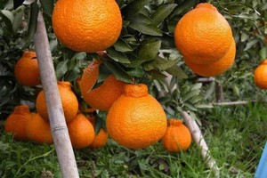 Dekopon Orange Fruit Plant Live Tree Rare Graft Sumo Ebay