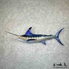 #30976 WC | Blue Marlin Saltwater Taxidermy Fish Mount For Sale