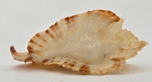 Muricidae Timbellus Bednalli - 49.53 mm - Seriously GORGEOUS - Picture 8 of 14