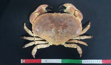 Museumsqualit&auml;t Krebs Pagurus Europ&auml;ische Box Krabbe Taxidermie Gro&szlig;