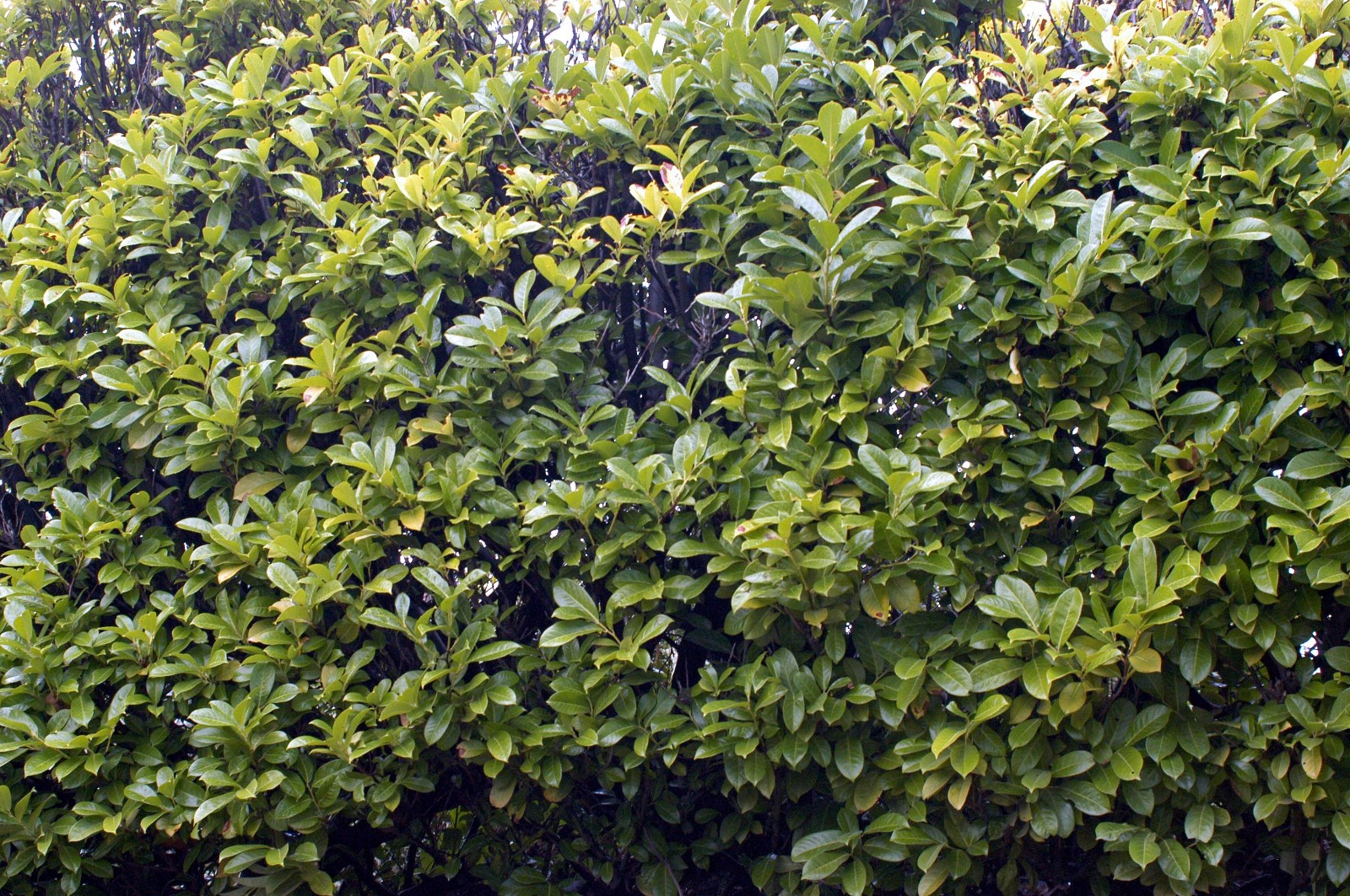 Picture 9 of 12
