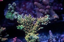 TSA Dan Aykroyd ReefNation  Coral Frag SPS Zoa LPS Paly Polyps