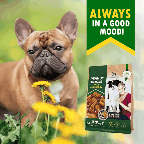 Dog Peanut Butter Bones with Cranberry & Rawhide Free Chew Treats Pet Natural - Picture 7 of 7