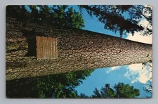 Mammoth Sugar Pine Rogue River National Forest Oregon Vintage Postcard