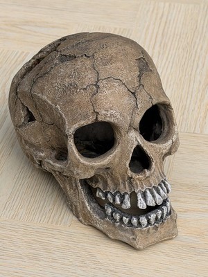 Realistischer menschlicher Schädel Ornament Gothic Halloween Deko Display Requisite