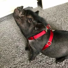  Adjustable Hog  (PIG) Harness 2 Metal Buckle Each Side USA Made