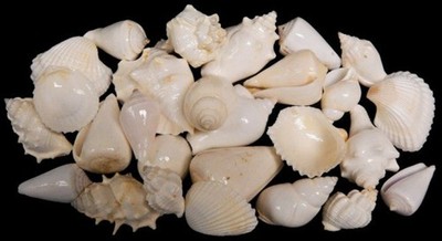White Tropical Shell Mix measuring 1/2  to 3''  Sold by the 1/4 pound