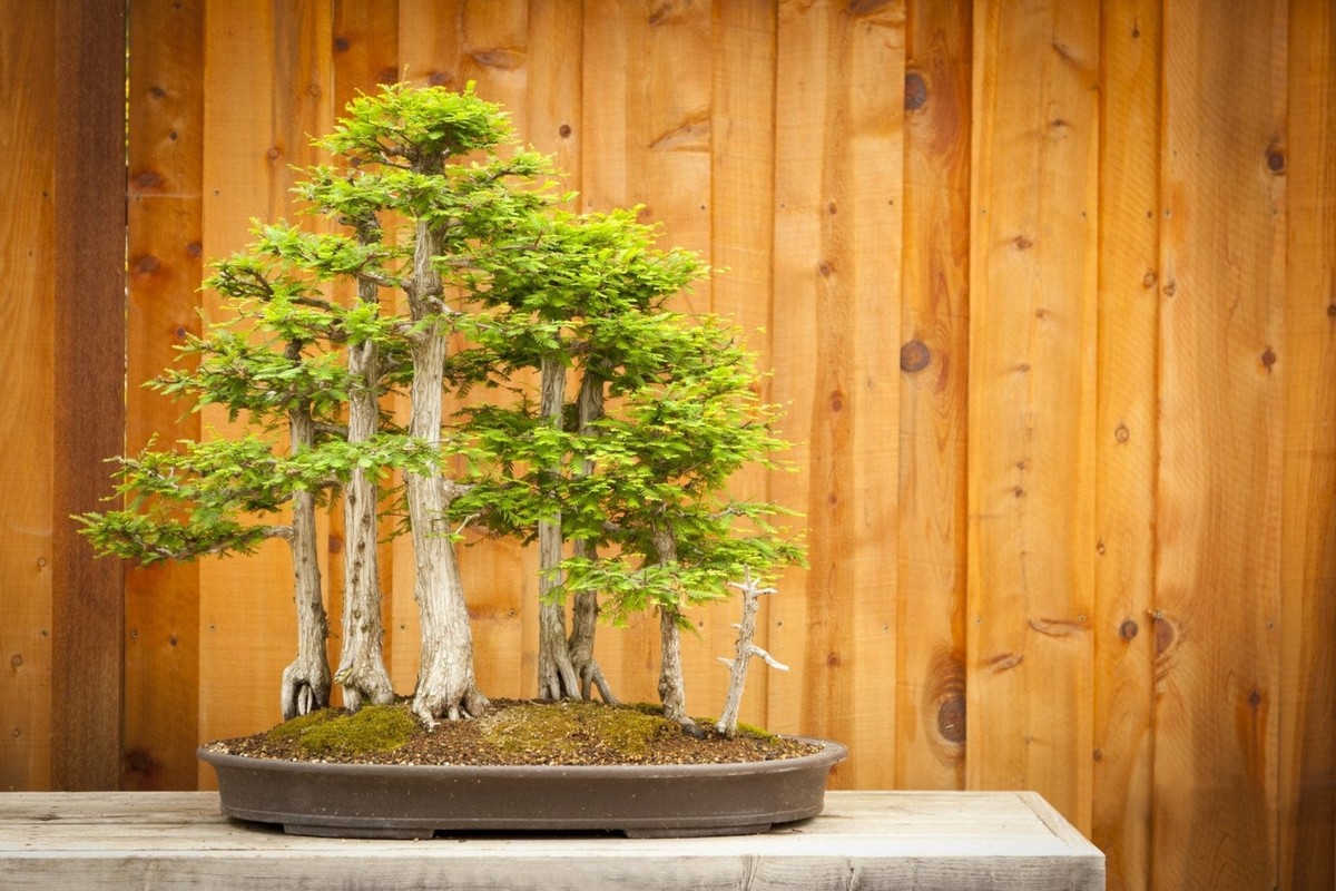 10 Bald Cypress, bonsai, seeds conifer, tree, spring indoors, outdoors,  plant. | eBay
