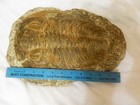 TRILOBITE 11 INCHES LONG WITH STAND — photo 7