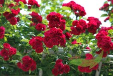 rote Ramblerrose Chevy Chase, starkwachsende Kletterrose, im Topf,