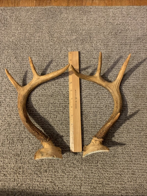 Whitetail deer antlers 9 inches seven points