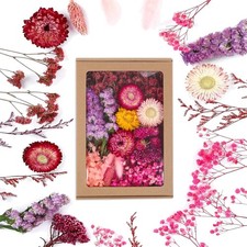 Getrocknete Blumen f&uuml;r Bastelarbeiten rosa Trockenblumen Deko Kleines Set Scr...