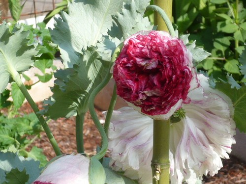 Cimelio antico mix botanico som. Semi di papavero 1000+ PoppyQueen 🙂 - Foto 8 di 24