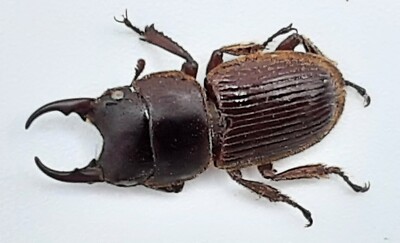 Lucanidae, Aegus amictus, A1, 12+ mm, Malaysia, #LA217