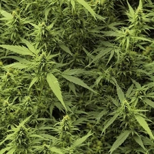 Cannabis Hemp 44 - 18"x48" Hydrographic Film Hydro Dipping Dip Water Transfer